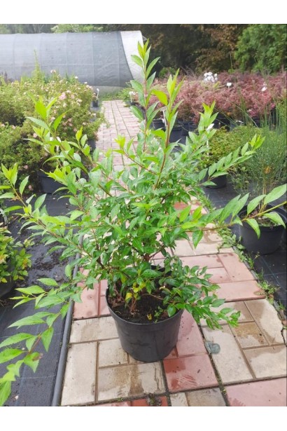 Форзиція середня Уікенд / Вікенд - 7.5л/вис.60-80см/Ø40-60см